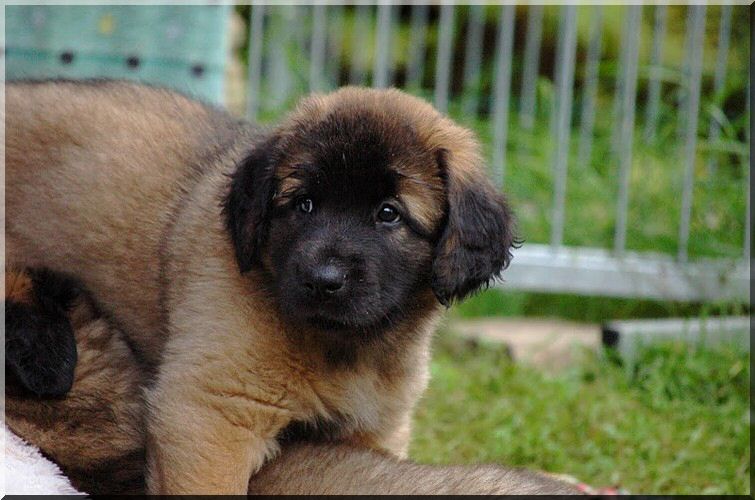 leonberger 009.jpg